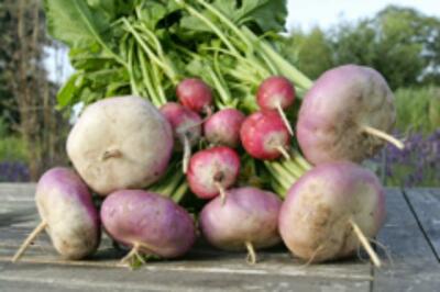 Нужна ли дача здравомыслящему горожанину? Кусочки счастья от единства с Природой. Часть 4