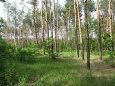 На Дніпропетровщині нелегально вирубують ліси під забудову