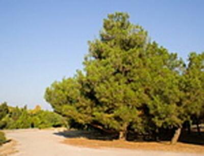 В Севастополе решают судьбу лесополос