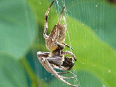 Защитить инвестора в строительство – попытка номер пять