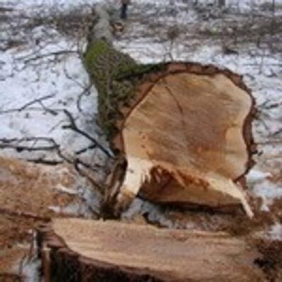 В Киеве продолжают вырубать Горбачиху