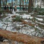 Киевские парки пошли под застройку