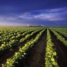 Политика моратория: в Украине снова запретили продажу земли