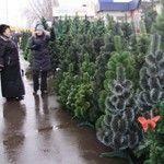 Дешевые елки горят и воняют