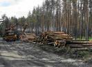 Ученые выяснили, что потеря лесов затмила банковский кризис