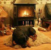 Комфортная квартира для домашнего любимца