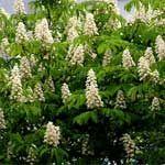 Менять ли каштаны на Крещатике?