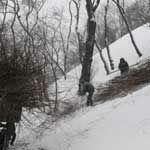 Зачем Киевзеленстрой деревья пилит