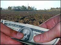 На рассмотрение Киевсовета до конца 2006 г. могут вынести около 30 земельных участков для продажи на аукционах - эксперт