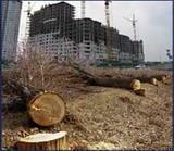 Colliers international (Украина) в 2006 году активизирует деятельность на рынке земли и складской недвижимости