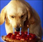 Как задобрить на весь год Огненную Собаку