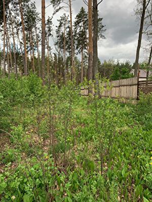 Бородянський район, смт Клавдієво-Тарасове, Ивана Франко вул.