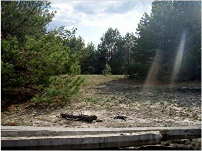 Київська обл., Вишгородський район, с. Ясногородка, Сосновый лес. ул.