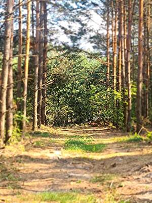 Білоцерківський район, с. Яблунівка, Лісова