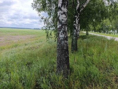 Київська обл., Макарівський район, с. Ясногородка