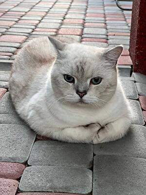 Алла Леонідівна