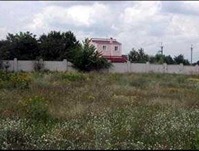 Киевская обл., Васильковский район, с. Кожуховка, Лісова