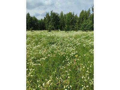 Київська обл., Бородянський район, с. Озера, Нова