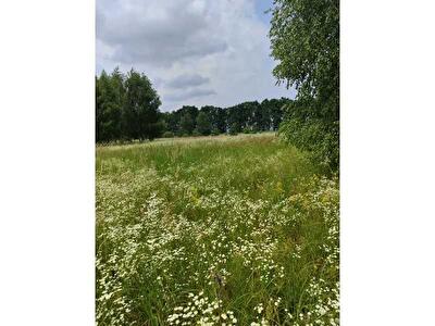 Київська обл., Бородянський район, с. Луб`янка, Нова