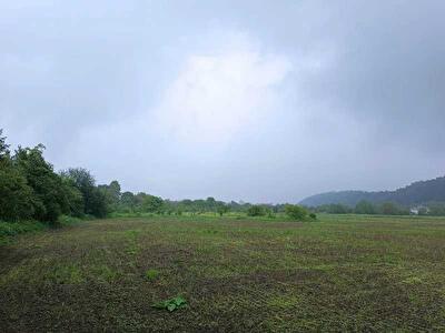 Галичский район, с. Залуква, Малинник №1