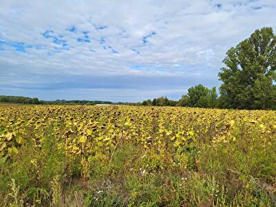 Киевская обл., Бориспольский район, с. Воронков, Вороньков, улица б/н