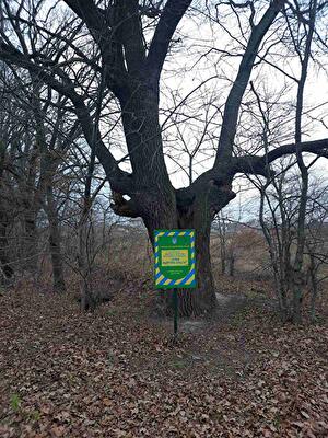 Київська обл., Вишгородський район, с. Хотянівка