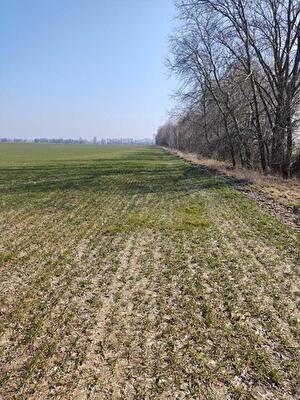 с. Воронков, Вороньков, улица Вороньківська с/р