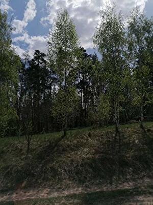 Киевская обл., Таращанский район, с. Чернин, Попівка