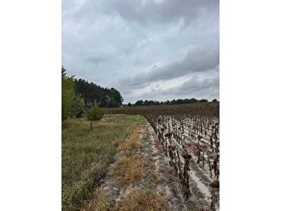 с. Литвиновка, Нова