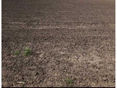 Петрівський район, с. Зелене, Нова