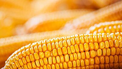 Львівська обл., Бродівський район, с. Пониковиця