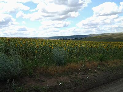 Одеська обл., Березівський район, м. Березівка