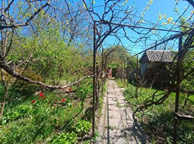 Васильковский район, с. Хлепча, Касіора