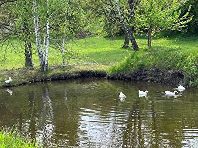 Киевская обл., Обуховский район, с. Жуковцы, Шевченка